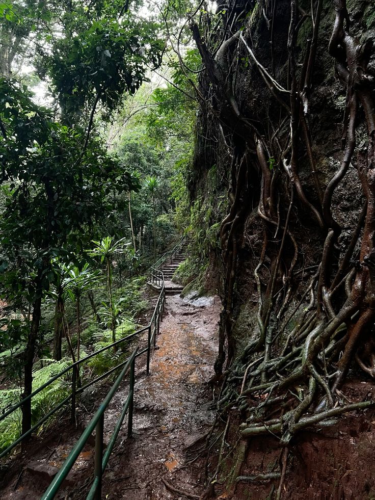 Karura Forest