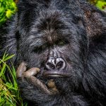 Primates Filming in Uganda
