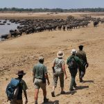 Walking Safari in Rwanda