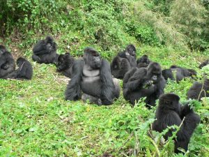 Read more about the article 3-Day Gorilla Trekking Safari