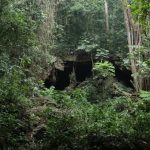 Guided Walk in Maramagambo Forest to Queen Elizabeth National Park