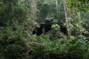 Read more about the article Guided Walk in Maramagambo Forest to Queen Elizabeth National Park