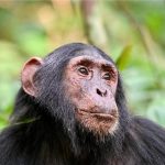 4-Day Primates and Cultural Safari in Rwanda