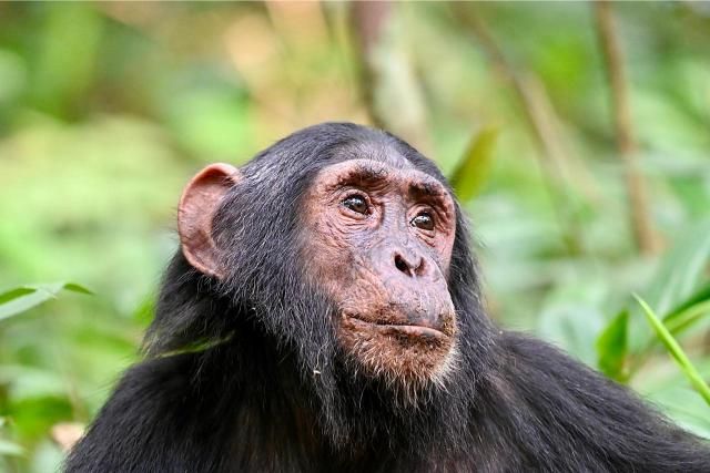 Read more about the article 4-Day Primates and Cultural Safari in Rwanda