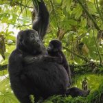 2-Day Discounted Rwanda Gorilla Adventure