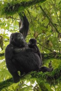 Read more about the article 2-Day Discounted Rwanda Gorilla Adventure