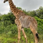 Nairobi National Park