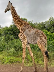 Read more about the article Nairobi National Park