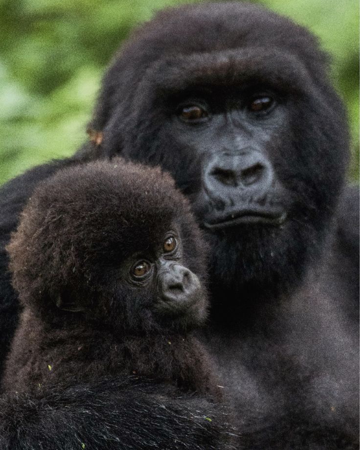 You are currently viewing Complete Guide to Gorilla Trekking in Rwanda