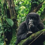 Travel Guide to Rwanda in 2025
