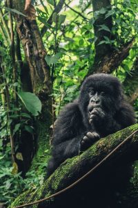 Read more about the article Travel Guide to Rwanda in 2025