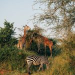 Top things to do during your safari in Rwanda