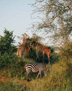 Read more about the article Top things to do during your safari in Rwanda