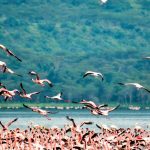 Safari Experiences in East Africa