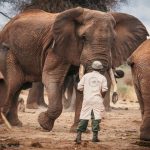 Sheldrick Wildlife Trust.