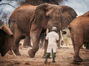 Read more about the article Sheldrick Wildlife Trust.