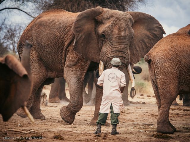 Sheldrick Wildlife Trust.