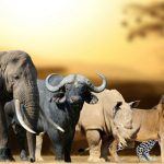 Tracking the Big Five in East Africa