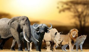 Read more about the article Tracking the Big Five in East Africa