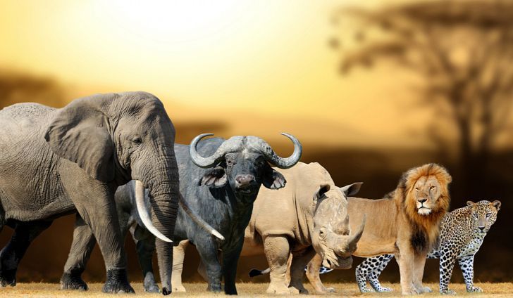 You are currently viewing Tracking the Big Five in East Africa