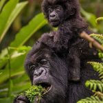 What You Need to Know About Rwanda Safaris