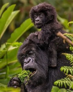 Read more about the article What You Need to Know About Rwanda Safaris