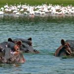 Lake Naivasha
