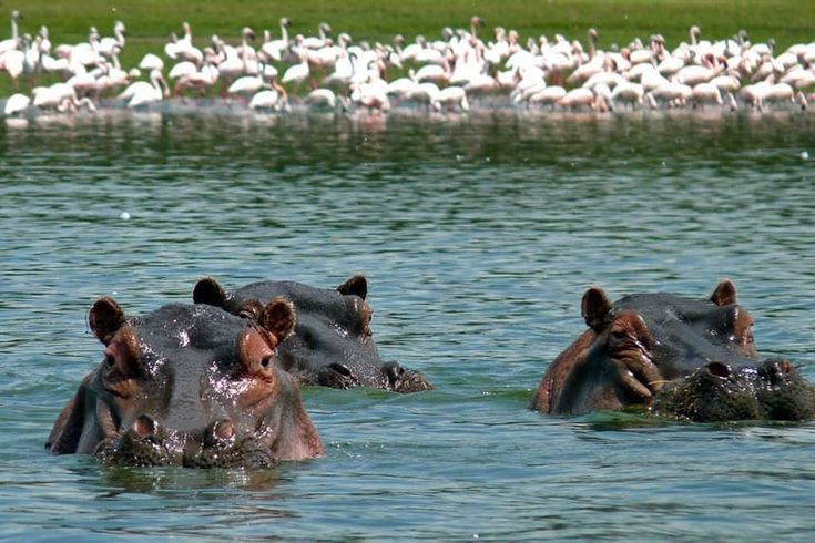 Lake Naivasha