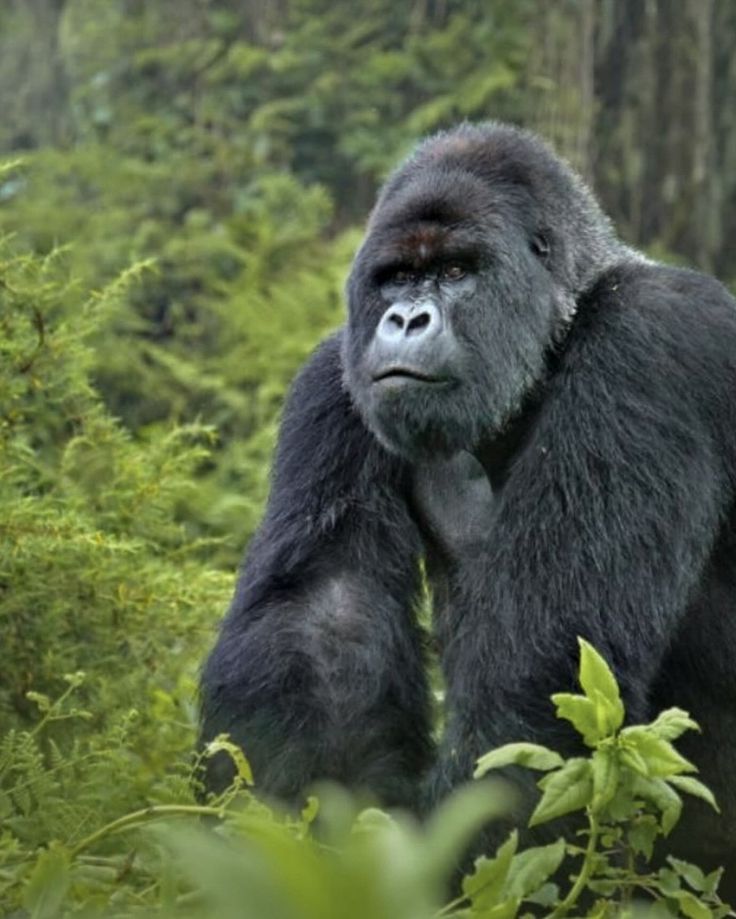 You are currently viewing What to Expect on a Gorilla Trek in Volcanoes National Park.