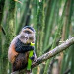 Photographing Rwanda’s Golden Monkeys