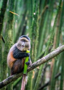 Read more about the article Photographing Rwanda’s Golden Monkeys