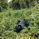 Why Rwanda should be on your Bucket List