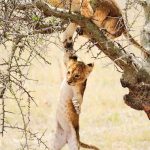 Hidden Wildlife Gems of East Africa