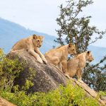 15-Day Rwanda and East Africa Safari