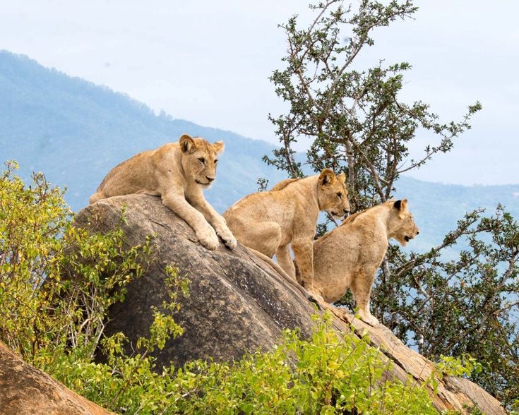 Read more about the article 15-Day Rwanda and East Africa Safari