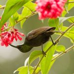 9-Day Rwanda Birdwatching Safari