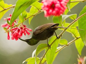 Read more about the article 9-Day Rwanda Birdwatching Safari