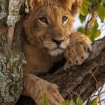 7-Day Uganda Gorillas and Wildlife Safari