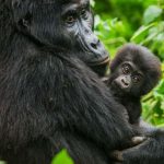 Visit Uganda in 2025
