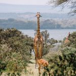 Things to do in Africa