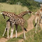 6-Day Gorillas and Murchison Falls Safari