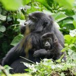 14-Day Uganda-Rwanda Safari
