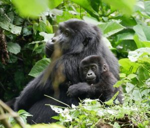 Read more about the article 14-Day Uganda-Rwanda Safari