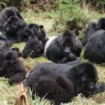 3-Day Uganda Gorilla Habituation Safari