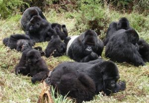 Read more about the article 3-Day Uganda Gorilla Habituation Safari