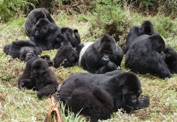 3-Day Uganda Gorilla Habituation Safari