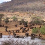 Mkomazi National Park