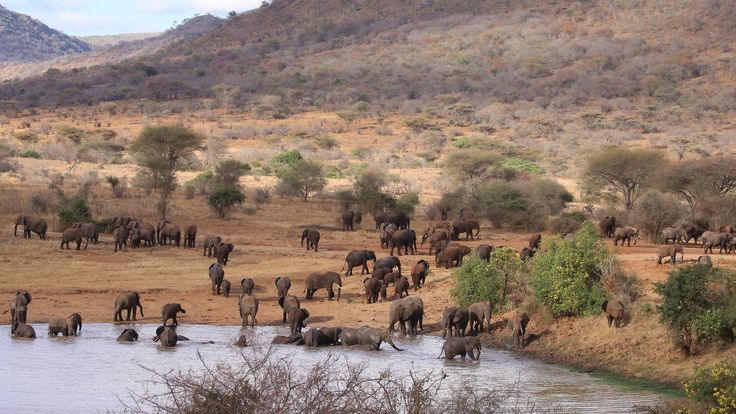 Read more about the article Mkomazi National Park