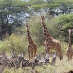 Meru National Park