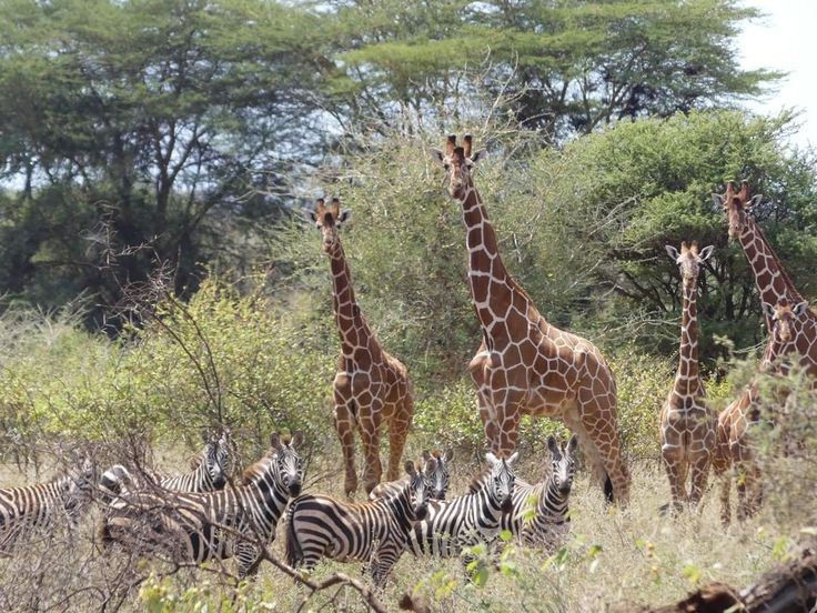 Meru National Park